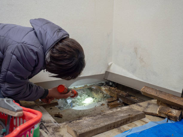Best Environmental Consulting for Mold Prevention  in Minster, OH
